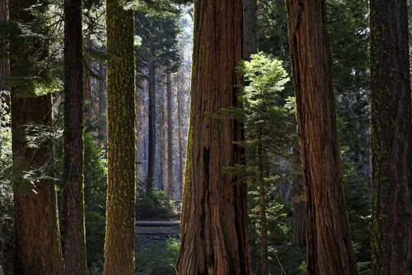 CA, Yosemite Redwood trees in the Mariposa Grove